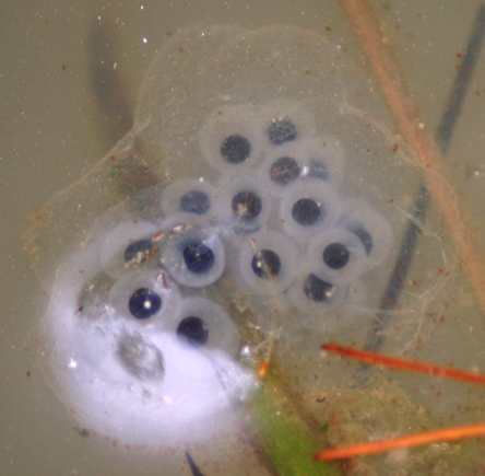 Frog Eggs